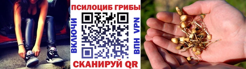 Псилоцибиновые грибы Psilocybe  Можайск 